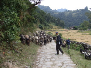 Goats and more goats during my trek to Gorepani (Nepal)