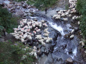 Get out of the way Sheep!  I'm trying to hike here...