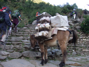 Poor donkey carried a dozen chickens and a box of food up the mountain (Nepal)