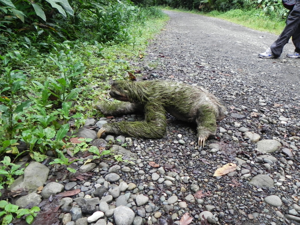 How long does it take for a sloth to cross the road?  Apparently a VERY long time. 