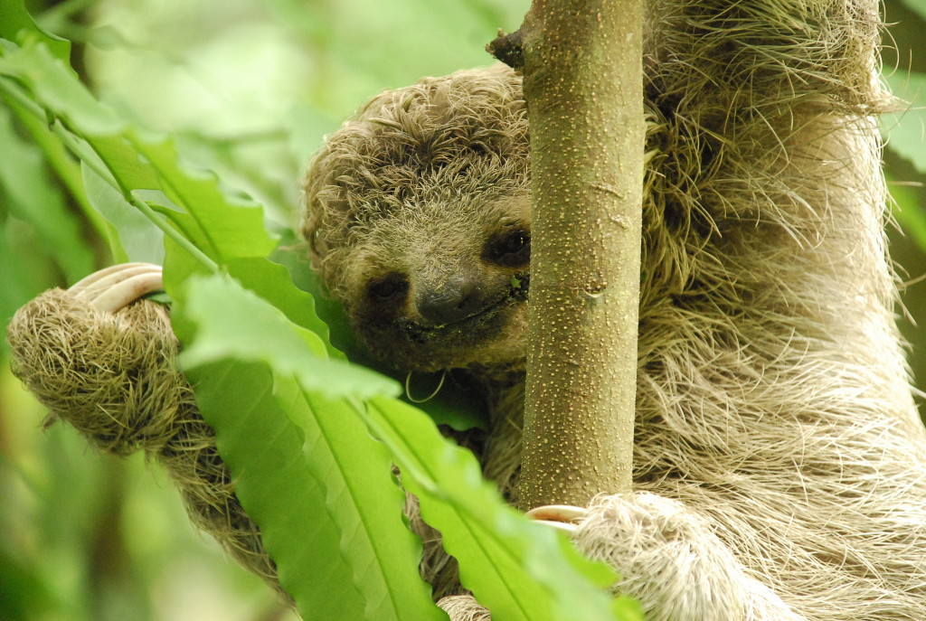 Check out the beautiful smile on this sloth!