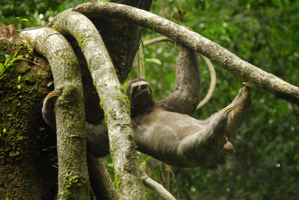 Swinging sloth - this guy can stay up in the trees for days. 