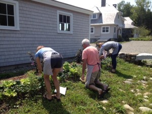 Pick our veggies and herbs from their abundant garden